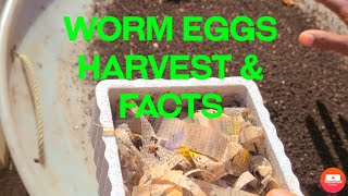 Red Wigglers Cocoon Tips Harvest  &amp; Experiment
