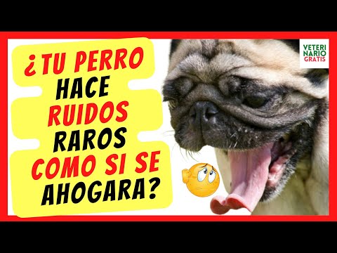 ❤️ WHY DOES MY DOG MAKE STRANGE NOISES LIKE HE'S DROWNING AND HE'S NOT BREATHING WELL? ❤️