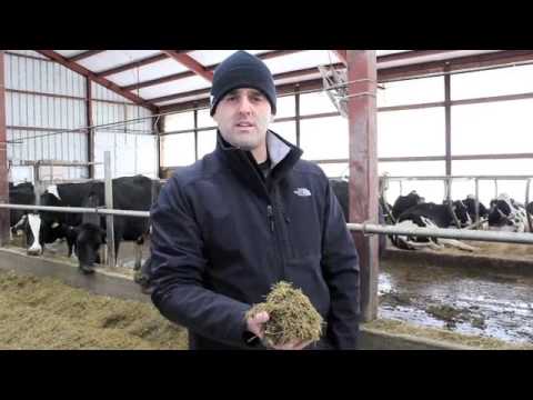 COWCAST Organic vs Traditional Feed