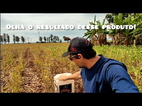 Dessecação com Finale 4 dias após a Aplicação, e o produto que usei para ter esse resultado!