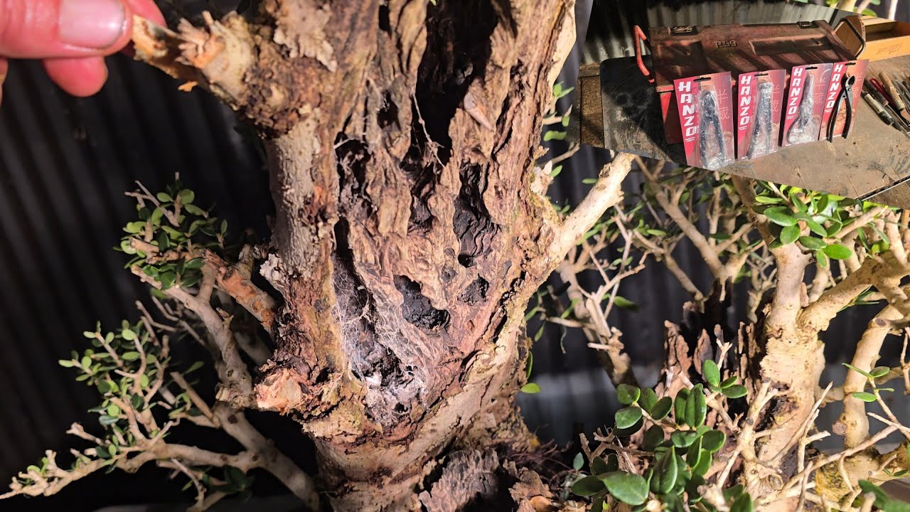 Ancient olive Bonsai Work and some new tools, Aussie Bonsai Bloke