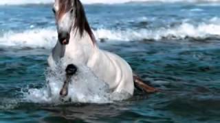 Vicente Fernández el corrido del caballo blanco