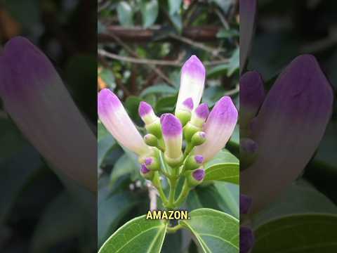 What is garlic vine aka mansoa alliacea?