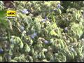 Cultivo De Borraja Con Yerba Mate
