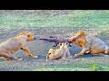 4 Lions Try Pulling Live Crocodile Apart