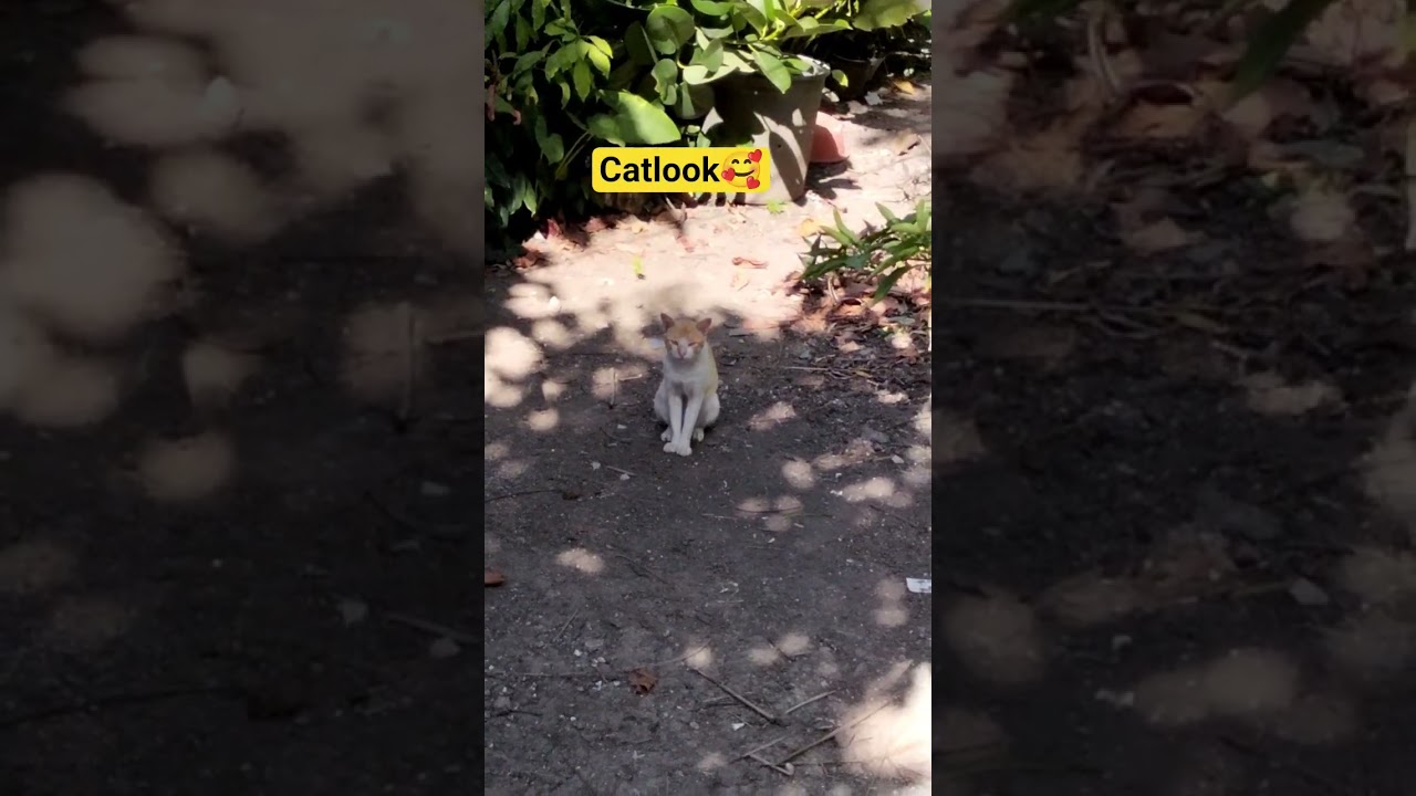 Catlook🥰#short#shortvedio #asmr #ytshorts