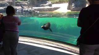 Девочка и морской лев