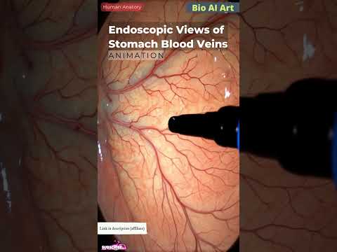Endoscopic Views of Stomach Blood Veins Animation | Human Anatomy | Bio AI Art | 02