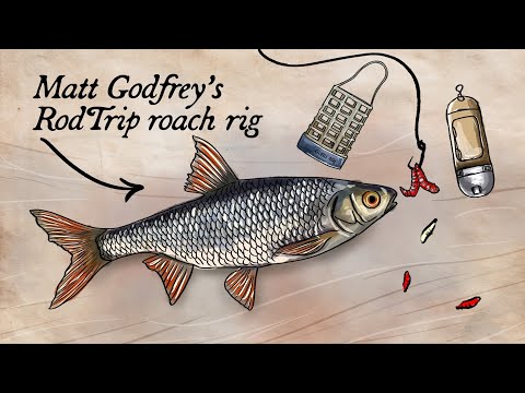 Roach Fishing Feeder Setup Explained | RodTrip Rigs 🎣