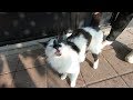 Tuxedo Cat With Black Nose Is Meowing So Cute