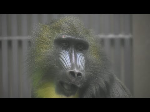 【東山動植物園公式】二コ、よろしくね《 マンドリル　サル 》