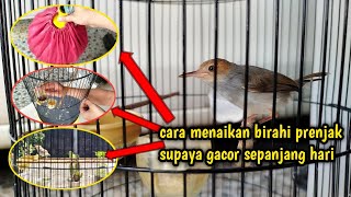 Download lagu HOW TO INCREASE THE LIBRA OF RED-HEAD PRENJAK SO THAT IT IS GACOR AND A FIGHTER‼️ mp3 Download lagu HOW TO INCREASE THE LIBRA OF RED-HEAD PRENJAK SO THAT IT IS GACOR AND A FIGHTER‼️ mp3