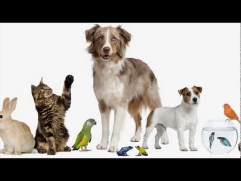 Have you got a pet? (song for children)