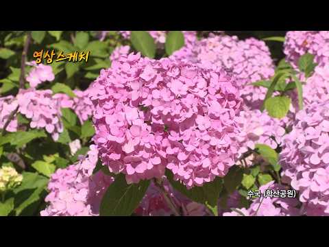 학산공원 수국