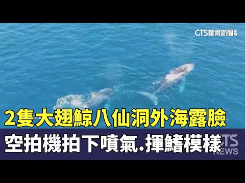 2隻大翅鯨八仙洞外海露臉　空拍機拍下噴氣.揮鰭模樣