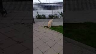 Cruce mastín y labrador 6 meses