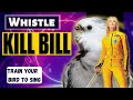 Whistle - KILL BILL - Training Video for Cockatiels and Birds