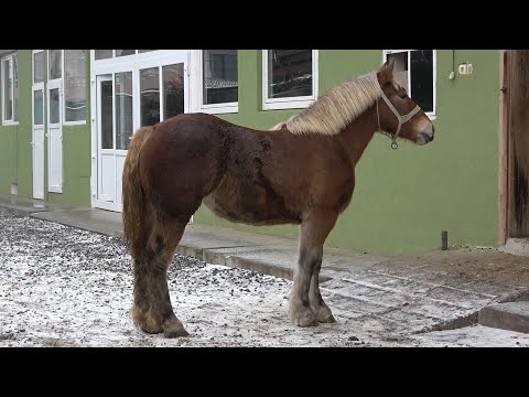 Manzele domnului Doru Dragan de la Floresti, Cluj - 2021 Nou!!!