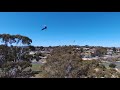 Magpies Attack Drone