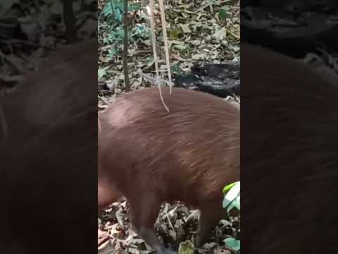 Capivara do parque do ingá de Maringá, Paraná.