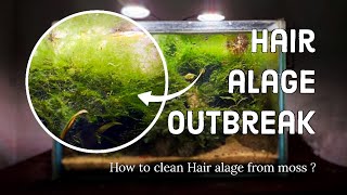 Hair algae outbreak ruined my Aquascape !! How I rescued it ?