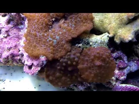 Bumpy brown mushroom coral time lapse HD