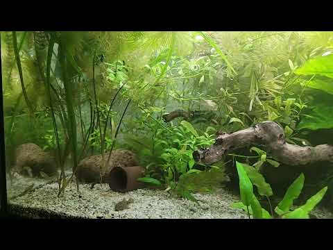160 l aquarium update #230