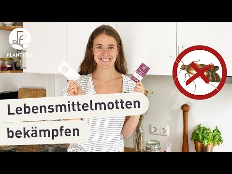 Schlupfwespen gegen Lebensmittelmotten: So funktioniert's