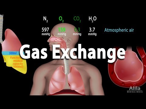 Gas Exchange and Partial Pressures, Animation