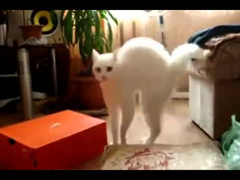 YouTube video about: What cat walks on two legs joke?