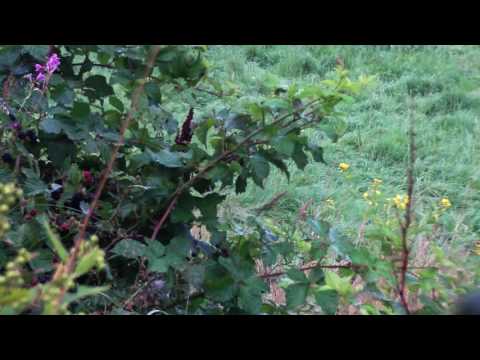 Bockjakt 16e augusti 2016 (Inget ljud)