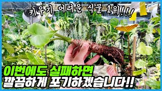 흙배합과 화분선택의 중요성... 이 식물 잘 키우시는 분 찾습니다 ㅠㅠ
