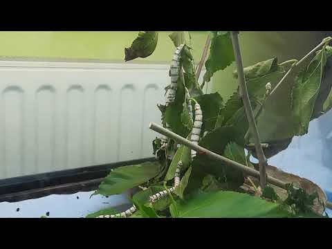 Seidenraupen - Von der Seidenraupen 🐛🐛🐛 bis zur Seide 🪡