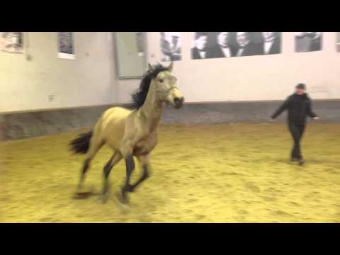 Duque,PRE falbe hengst