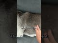 She’s a thief #dogshorts #funny #trendingshorts