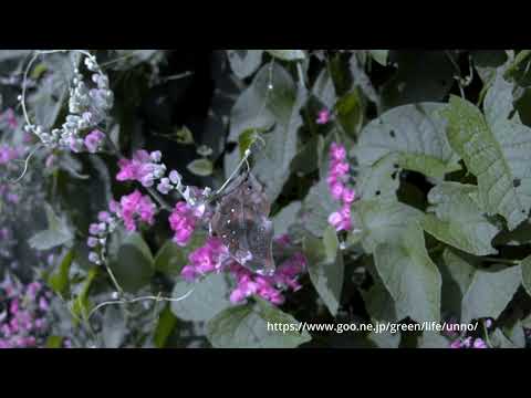 イワサキコノハチョウの飛翔　33倍スローモーション