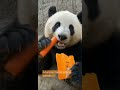 Adorable panda eating carrots. 🥕🥕