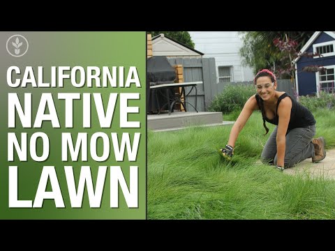 California Native No Mow Lawn | Sara Bendrick