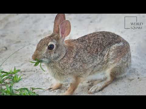 , title : 'Interesting facts about cottontail rabbit by weird square'