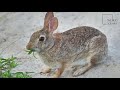 Interesting facts about cottontail rabbit by weird square