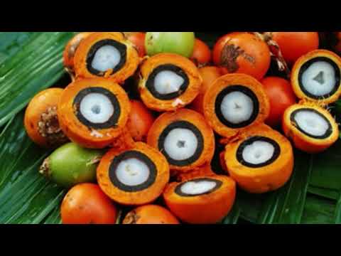 Quais os Benefícios do Tucumã Para a Saúde?