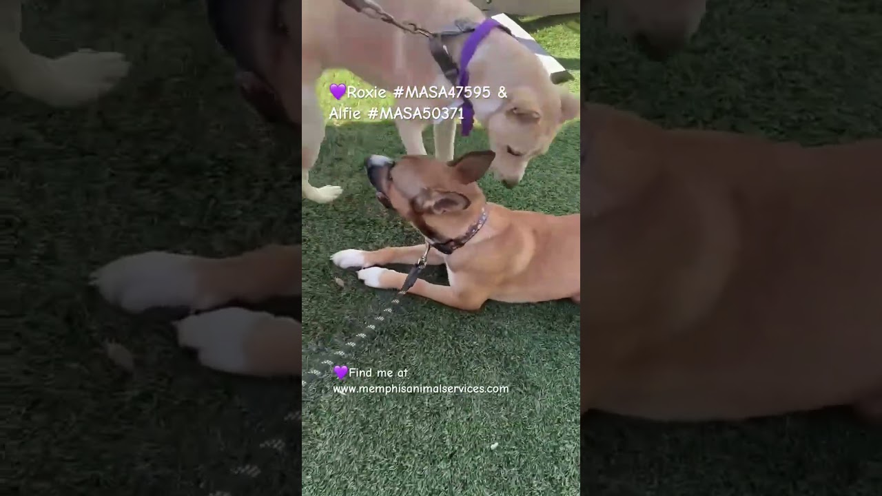 Alfie, a Adoptable Mixed Breed in Memphis, TN video 5/6