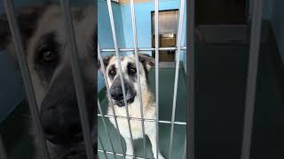 Video preview image #1 German Shepherd Dog-Unknown Mix Puppy For Sale in Pasadena, CA, USA