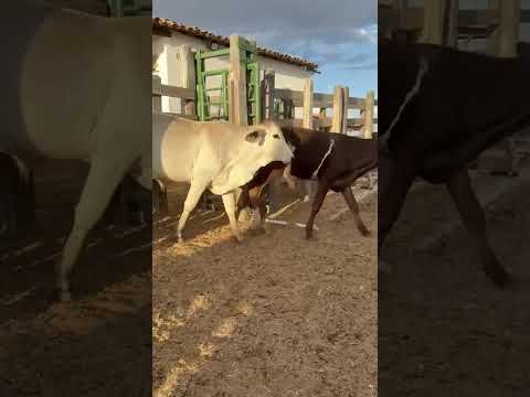 34 Garrotes: 1.300 reais cada em São Mamede/ Paraíba. Whatsapp 84 99810 2784*#gado