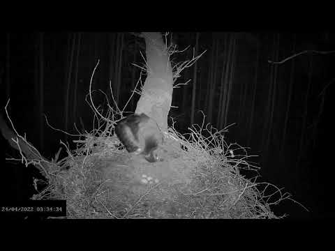 Bociany czarne online 2022 - Fer3 prezentuje 5 jaj 24.04.2022