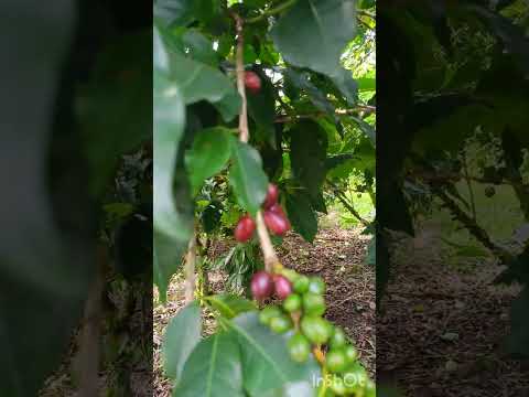cafetales, de Salado Blanco Huila Colombia, #paratii #para #café #tendência