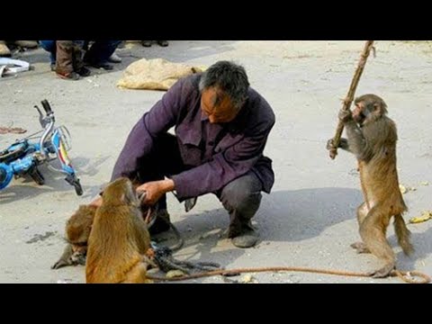 Videos De Risa De Animales 2023 - Momentos Divertidos Mono Del Año 😂