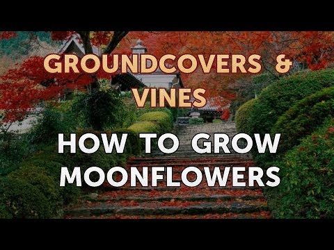 How to Grow a Trumpet Vine