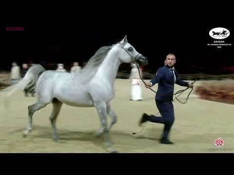 N 202 EFREEN AL RAYYAN   Katara Int  Arabian Peninsula Horse Show 2022   Stallions 4 to 6 Years Old