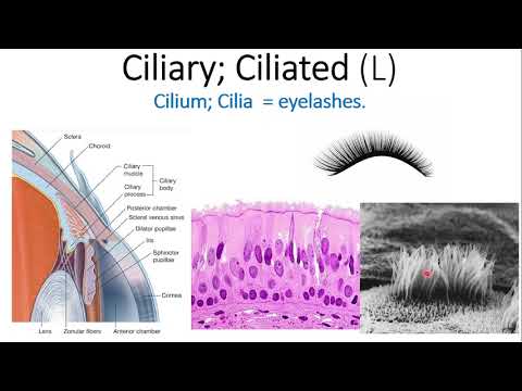 Greek & Latin Anatomy (13) - (C)